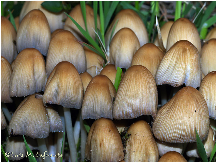 Campo de San Roque - Camino de Santiago Primitivo - Asturias - Hongos