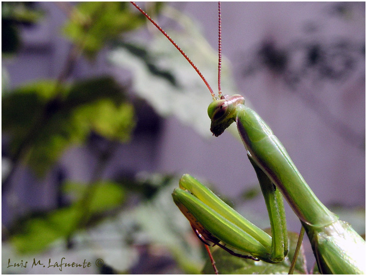 Campo de San Roque - Camino de Santiago Primitivo - Asturias - Mantis religiosa