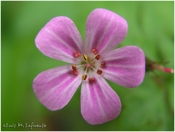 Campo de San Roque - Camino de Santiago Primitivo - Asturias - Geranium robertianum