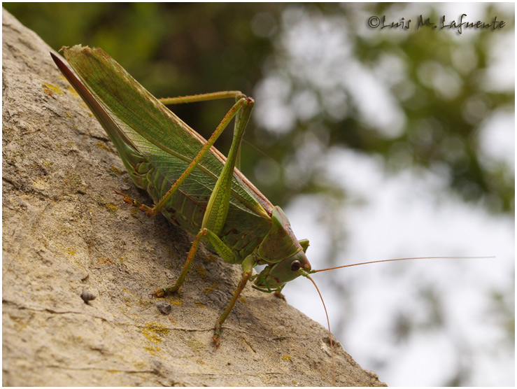 Campo de San Roque - Camino de Santiago Primitivo - Asturias - Tettigonia viridíssima - Tineo - Asturias