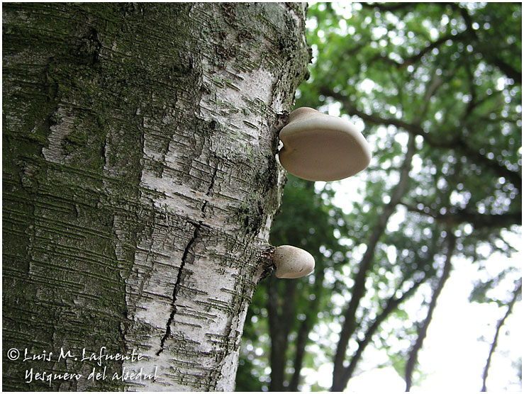 Campo de San Roque - Camino Primitivo de Santiago - Asturias - Yesquero del abedul - Tineo - Asturias