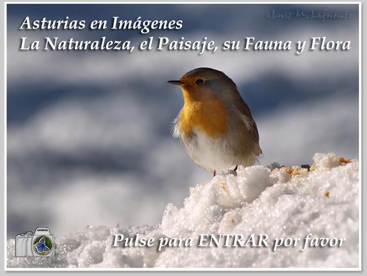 Asturias en im&aacute;genes, La Naturaleza, El Paisaje, su fauna y flora..