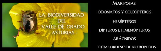 La Biodiversidad del Valle de Grado - Asturias - Artrópodos identificados por el equipo entomológico de Insectarium Virtual..