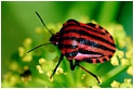 Mikel A.Tapia Arriada, fotografías de Flora, Fauna y Paisaje..