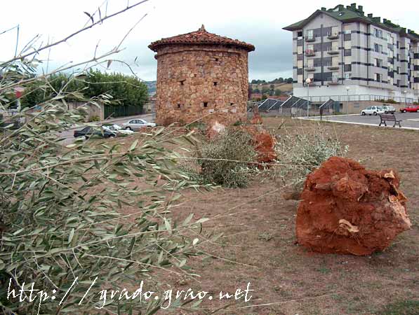 Olivos en el entorno de El Palomar de El Casal - GRADO y su entorno en imágenes-Asturias