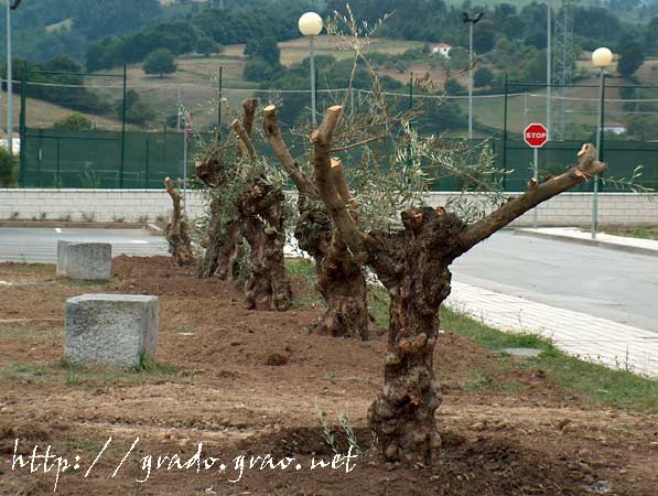 Olivos en el parque de  El Casal - La Flor - GRADO y su entorno en imágenes --Asturias