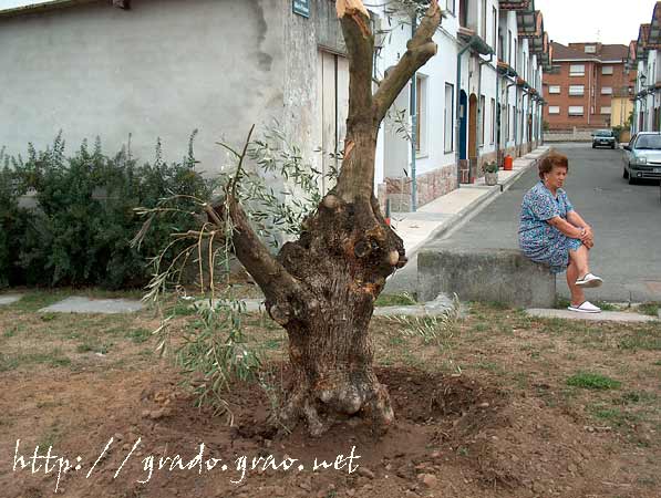 Olivos en el Parque de  El Casal - La Flor - GRADO y su entorno en imágenes -Asturias