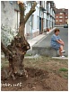 Olivos en el nuevo parque de El Casal - La Flor