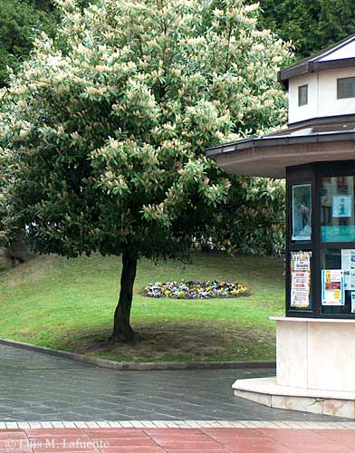 Entorno del Parque de Grado, Información y Turismo..