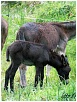 Platero nació en el Cabo, Grado, Asturias