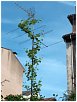 árbol de aluminio--