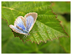 Mariposas de Asturias - Celastrina argiolus