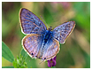 Mariposas de Asturias - Lampides boeticus