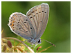 Everes argiades - Mariposas de Asturias -