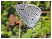 Mariposas de Asturias - Celastrina argiolus