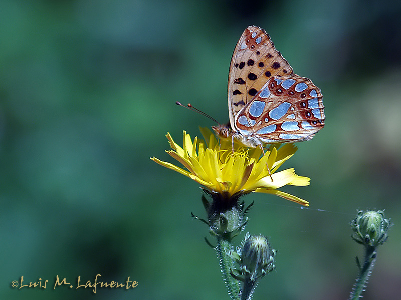 Issonia lathonia - Mariposas de Asturias
