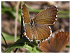 Cacyreus marshalli - Mariposas de Asturias