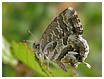 Cacyreus marshalli - Mariposas de Asturias