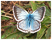 Lysandra coridon - Mariposas de Asturias
