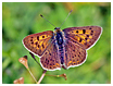 Mariposas de Asturias  - Lycaena tityrus - hembra