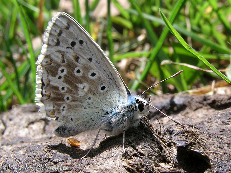Lysandra Coridon Asturiensis  - Mariposas de Asturias