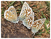 macho Polyommatus dorylas - izquierda, Lysandra coridon asturiensis machos - tres de la derecha 