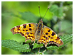 Mariposas de Asturias -Poligonia c-album  - Parque Natural de Somiedo