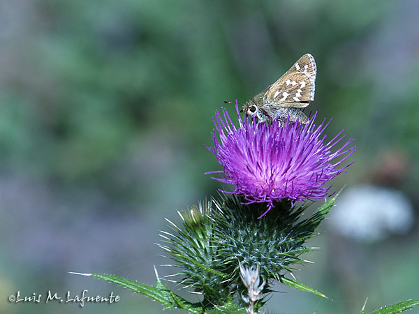 Mariposas de Asturias - Hisperiidae -  Malva Somiedo