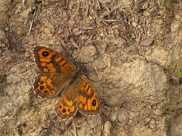 Mariposas de Asturias - Satyridae - Lasiommata megera - Saltacercas