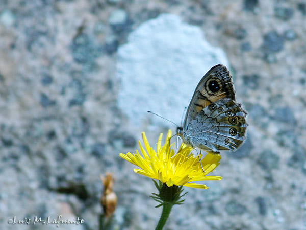 Mariposas de Asturias -Lasiommata maera - Pedregosa