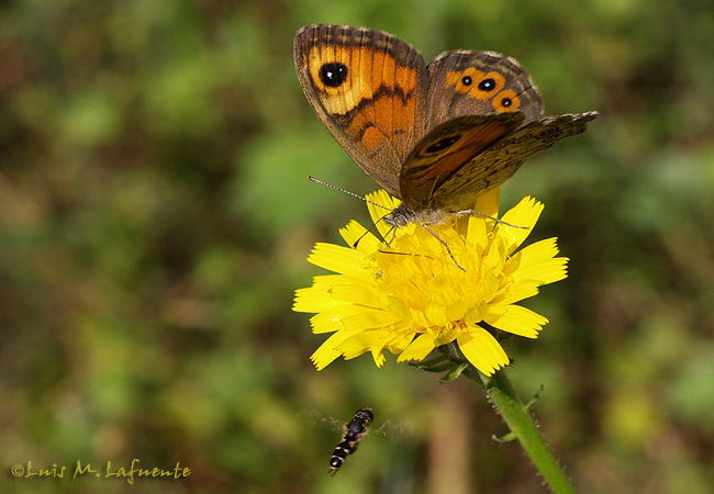 Mariposas de Asturias -Lasiommata maera - Pedregosa