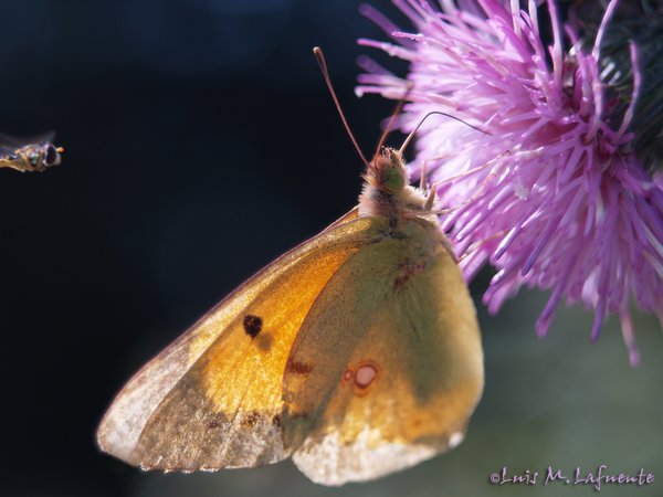 Mariposas de Asturias - Pieridae - Colias crocea