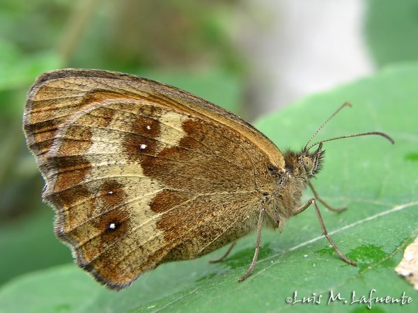 Mariposas de Asturias - Satyridae - Pyronia tithonus - Lobito agreste