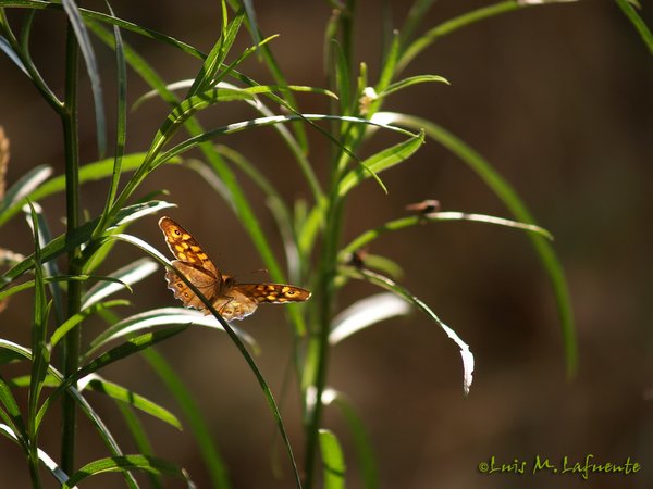 Mariposas de Asturias - Satyridae - Pararge aegeria - Maculada