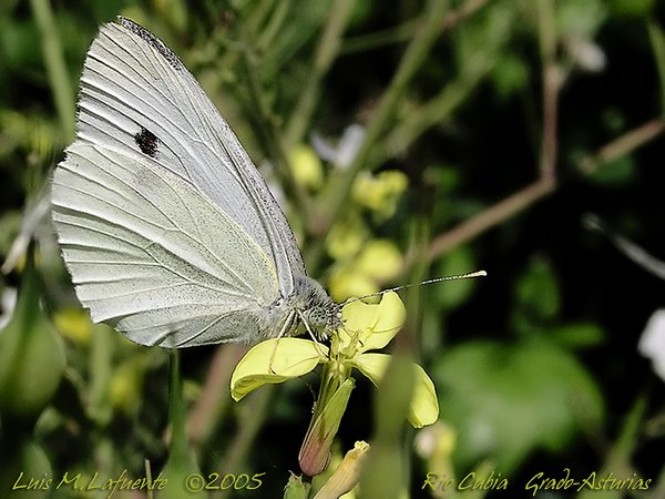 Mariposas de Asturias - Pieridae - Artogeia