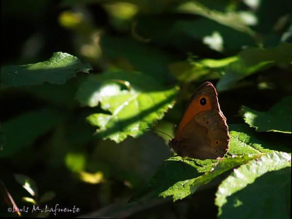 Mariposas de Asturias - Satyridae - Maniola Telmessia