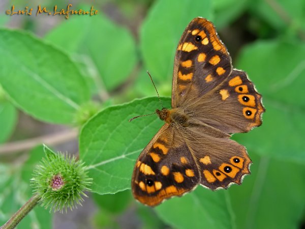 MARIPOSAS DE ASTURIAS -  Satyridae - Pararge aegeria macho - Maculada