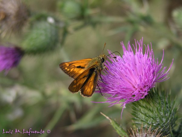 Mariposas de Asturias - Hesperiidae - Ochlodes venatus - Dorada Orla Ancha