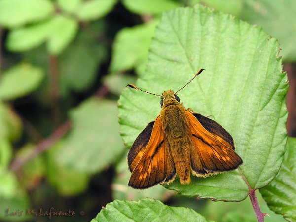 Mariposas de Asturias - Hesperiidae - Ochlodes venatus - Dorada Orla Ancha