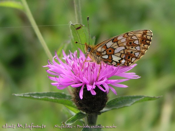 Mariposas de Asturias - Nymphalidae - Clossiana selene - Perlada Castaña