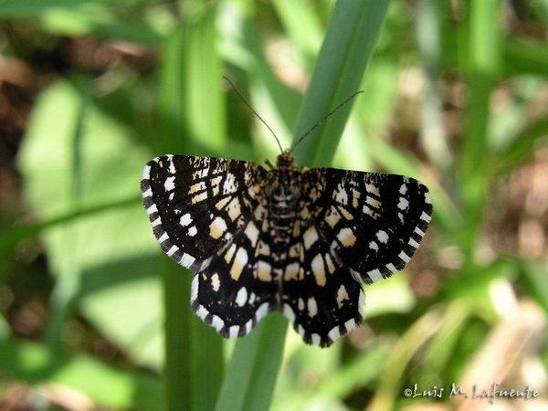 Heterocero de costumbres diurnas, una Geometridae Semiothisa clathrata