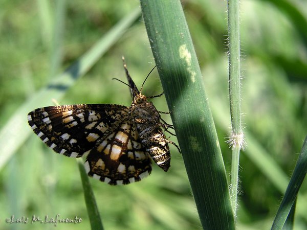 Heterocero de costumbres diurnas, una Geometridae Semiothisa clathrata