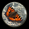 a Mariposas de Asturias CINCO - to Asturian Butterflies - FIVE