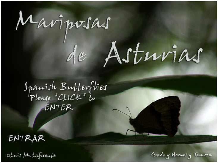 Mariposas de Asturias - imágenes de Asturias - Cordillera Cantábrica.. SPANISH  BUTTERFLIES..