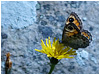 Mariposas de Asturias - Lasiommata maera - Pedregosa