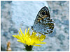 Mariposas de Asturias - Lasiommata maera - Pedregosa