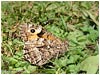 Mariposas de Asturias - Satyridae - Hipparchia volgen