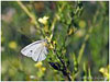 Mariposas de Asturias - Artogenia mannii