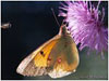 Mariposas de Asturias - Pieridae - Colias crocea