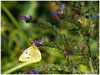 Mariposas de Asturias - Pieridae - Colias alfacarensis